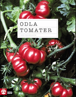 Odla tomater 