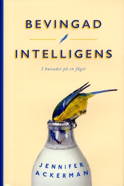 Bevingad intelligens : I huvudet på en fågel